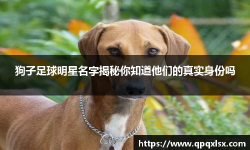 狗子足球明星名字揭秘你知道他们的真实身份吗
